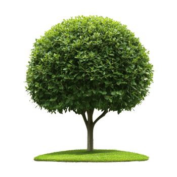 Lush spherical tree with vibrant green foliage transparent png