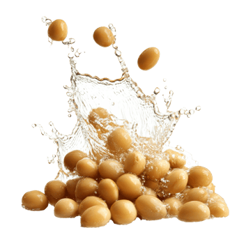 Soybeans splashing in water on a white background transparent png