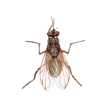 hand-drawn color aquarelle picture of big Fly. Household Insects Well drawned homefly isolated on the white background png