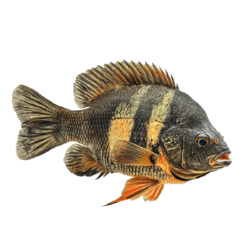 Oscars fish side view isolate on transparency background png
