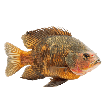 Oscars fish side view isolate on transparency background png