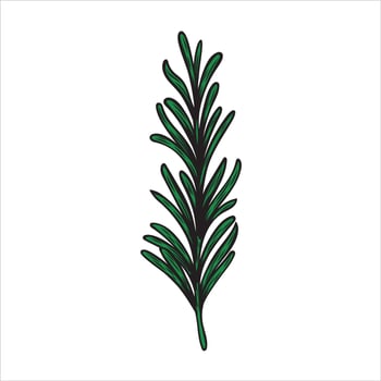 Illustration in the style of an engraving with Rosemary vector