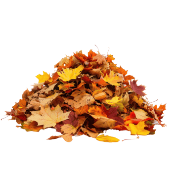 Autumn leaves fall on a pile side view isolate on transparency background png