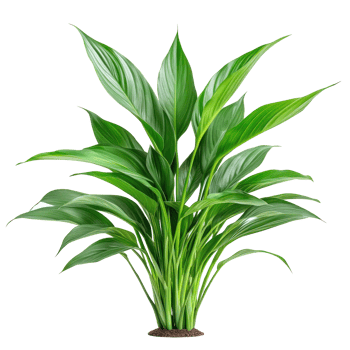 Aspidistra Elatior plant isolate on transparency background png