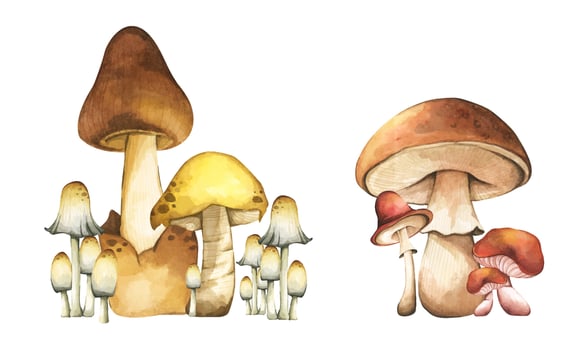Mushroom and toadstool elements illustration watercolor style collection. vector