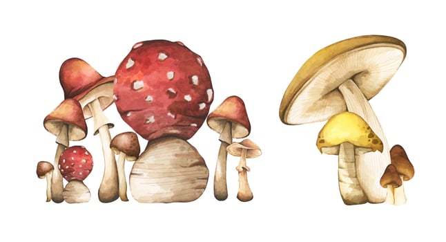 Poisonous mushroom in the forest elements illustration watercolor style collection. vector
