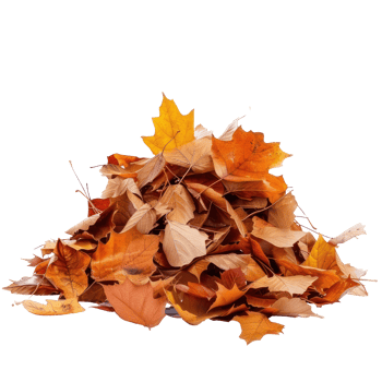 Autumn leaves fall on a pile isolate on transparency background png