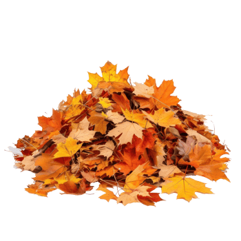 Autumn leaves fall on a pile front view isolate on transparency background png