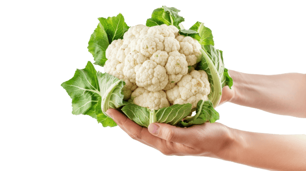 Hand holding Cauliflower isolate on transparency background png