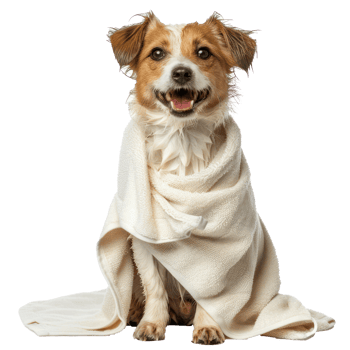 Smiling cute dog sitting with wrap in towel after bathing front view isolate on transparency background png