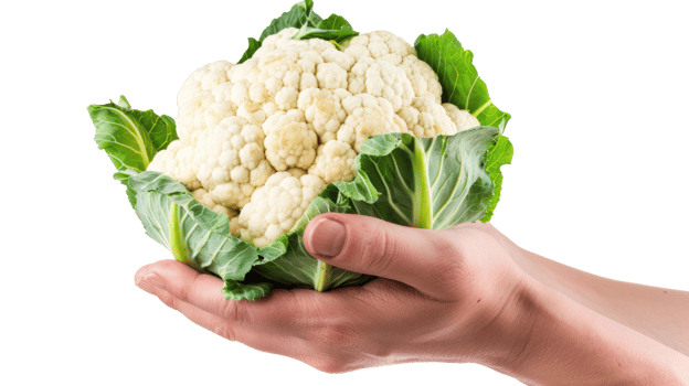 Hand holding Cauliflower isolate on transparency background png