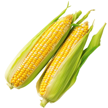 Pile of corn isolate on transparency background png