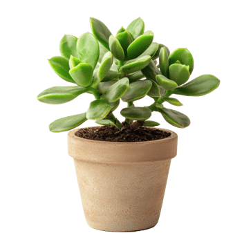 Jade Plant succulent plant front view isolate on transparency background png