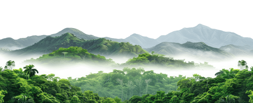 Rainforest isolated on transparent background png