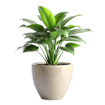 plant in a pot png