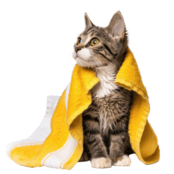 Smiling cute cat wrap in towel after bathing side view isolate on transparency background png
