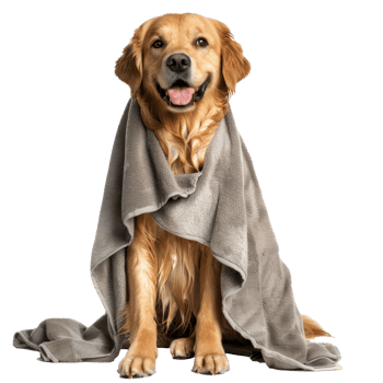 Smiling cute dog sitting with wrap in towel after bathing isolate on transparency background png