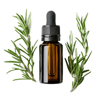 Essential Oil with Sprigs of Fresh Rosemary isolate on transparency background png