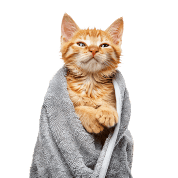 Smiling cute cat wrap in towel after bathing front view isolate on transparency background png