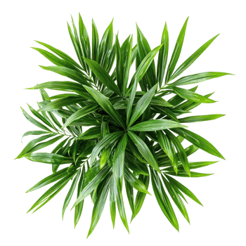 Parlor Palm Indoor Plant top view isolate on transparency background png