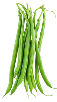 A Green Beans closeup , clipping path isolate on transparency background png