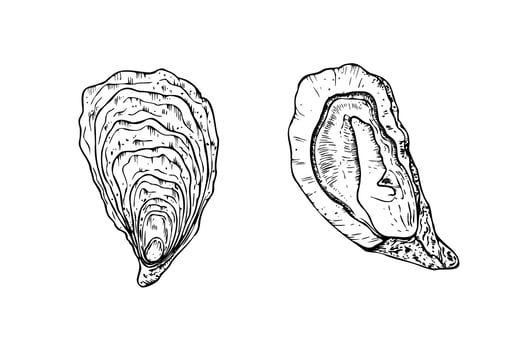 Oysters and scallop. Hand painted line seashell. Graphic clip art isolated on background. Underwater illustration. For designers, invitations, de vector