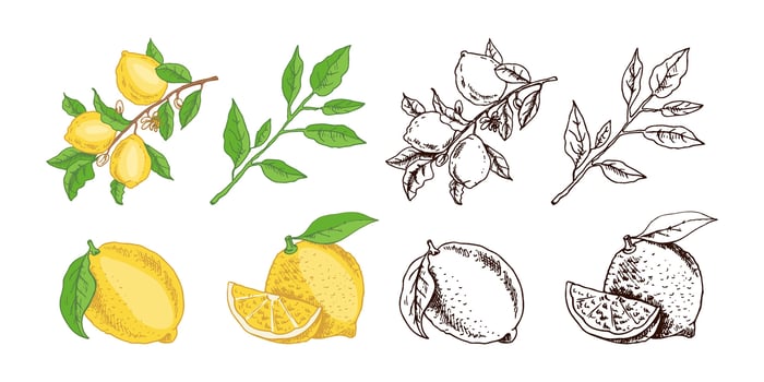 Hand drawn lemon sketch. Branch with lemon fruits, leaves and flowers. vector