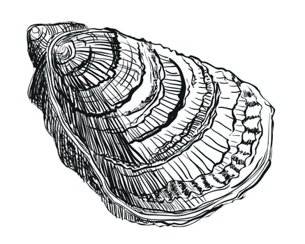 Oyster . Hand drawn oyster shells. Fresh oyster isolated on white background, linear sketch. Engraving effect, linear ink drawing. Clipart for logo, menu. vector