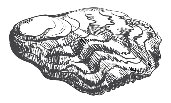 Oyster . Hand drawn oyster shells. Fresh oyster isolated on white background, linear sketch. Engraving effect, linear ink drawing. Clipart for logo, menu. vector