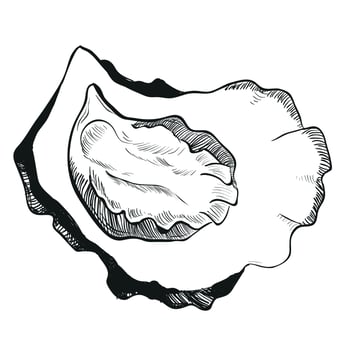 sketch of oyster. Hand drawn open oyster shell. Seafood isolated on white background, linear sketch. Engraving effect, linear ink drawing. Clipart for logo, menu. vector