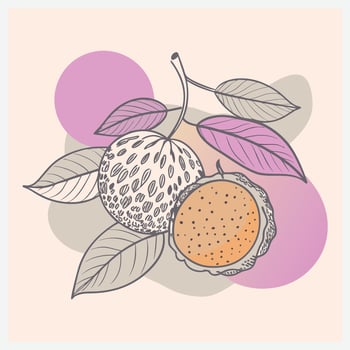 Langsat Fruit Illustration Stunning, Detailed, and Vibrant Design of Tropical Langsat Fruit in High Quality Art vector