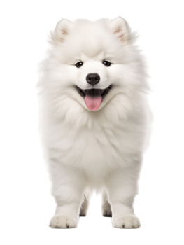 Adorable White Fluffy Dog With Tongue Out Standing On A Transparent Background png