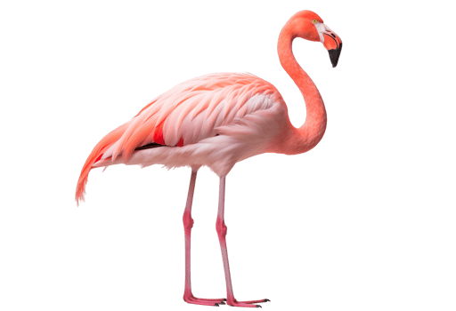 Elegant Pink Flamingo Standing Tall With Detailed Plumage On Transparent Background png