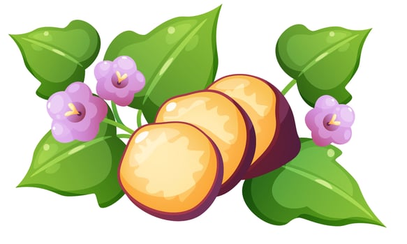 illustration of sweet potato and yam. Set of vegetables in different forms. Yellow vegetable with purple skin in whole form, cut in half, and in circles, foliage and flower of sweet potato. vector