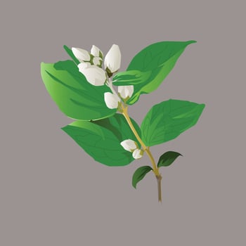 A sprig of jasmine with white buds and green leaves, showcasing its delicate beauty against a neutral gray background. vector