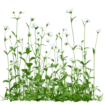 White wildflowers blooming in a lush green meadow transparent png