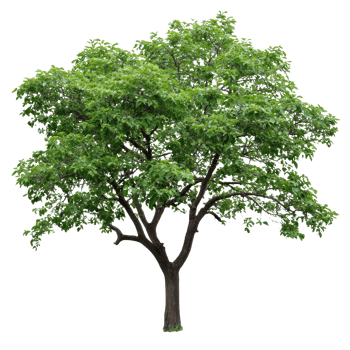 Lush green tree in full bloom during spring season transparent png