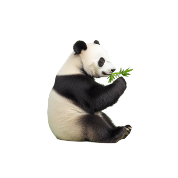 Realistic 3D render of a panda bear holding bamboo while sitting on a transparent background png