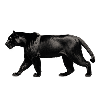 Realistic photo of a black panther walking in profile view on a transparent background png