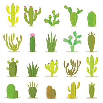 Various cactus plants on a white background vector