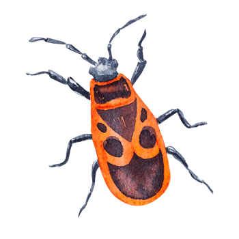 Watercolor illustration of insect soldier bug. Hand drawing of beetle. Ideas for zoological illustration of books on entomology. Ideas for postcards, posters, prints, stickers. png