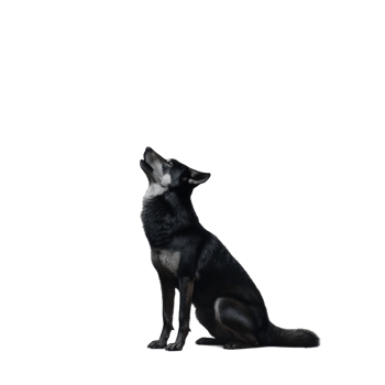Black wolf sitting and looking upwards, isolated on a transparent background png