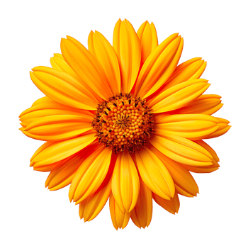 Coreopsis flower isolated on transparent background png
