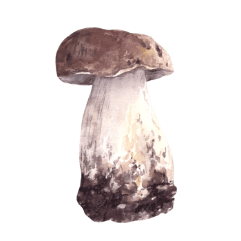 Porcini mushroom hand drawn watercolor illustration. Boletus with brown cap for food. Edible wild forest fungi. Fall harvest, vegetarian menu, label, product packaging Clipart isolated from background png