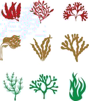 Flat Seaweed Icon Silhouette vector