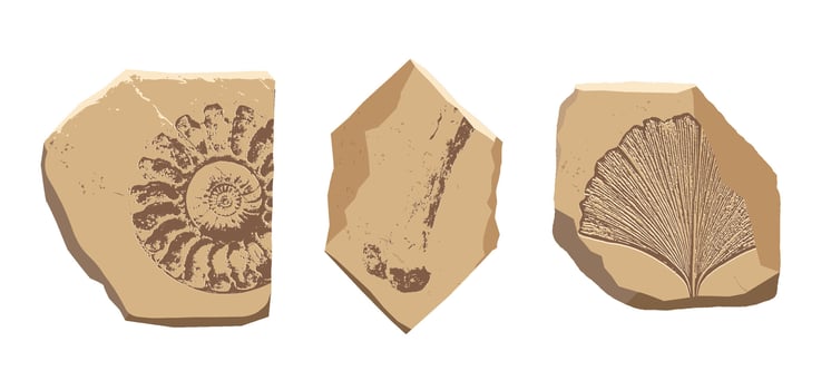 Archeologic fossil dig imprints set. Ammonite, bone, plant engraving prints. Ancient sand stone in cut. Evolution rock prehistoric art. Paleontology, history limestone. vector