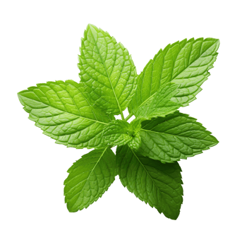 Fresh mint leaf isolated on transparent background png