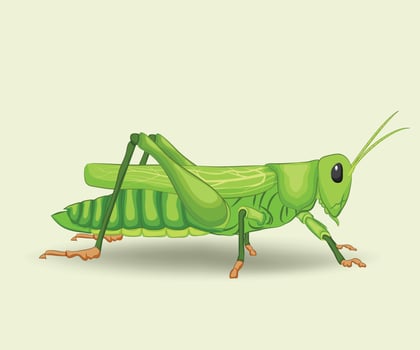 Grasshopper Nature's Leaping Insect and Key Player in the Ecosystem vector