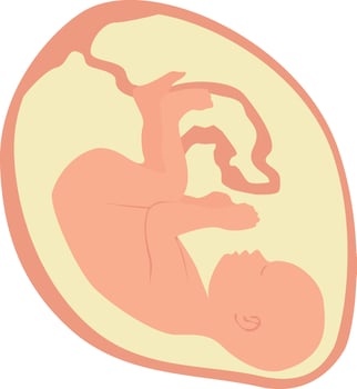 A baby in the womb is in the fetal position with its head down. vector
