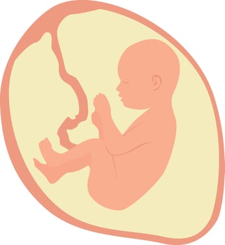 A baby in the womb is in the fetal position with its head up. vector